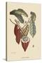 Cacao or Chocolate Tree-Mark Catesby-Stretched Canvas