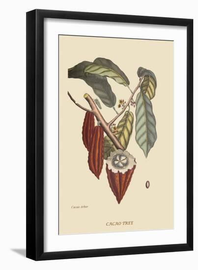 Cacao or Chocolate Tree-Mark Catesby-Framed Art Print