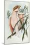 Cacatua Leadbeateri, 1848-1869-John Gould-Mounted Giclee Print