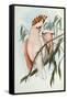 Cacatua Leadbeateri, 1848-1869-John Gould-Framed Stretched Canvas