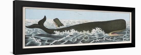 Cachalot Whales (Physeter Macrocephalus)-null-Framed Art Print