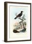 Cacique, 1863-79-Raimundo Petraroja-Framed Premium Giclee Print
