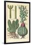 Cacti, 1641-Johann Theodor de Bry-Framed Giclee Print