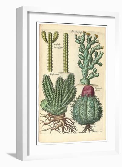 Cacti, 1641-Johann Theodor de Bry-Framed Giclee Print