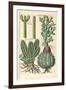 Cacti, 1641-Johann Theodor de Bry-Framed Giclee Print