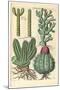 Cacti, 1641-Johann Theodor de Bry-Mounted Giclee Print