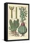 Cacti, 1641-Johann Theodor de Bry-Framed Stretched Canvas