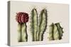 Cacti, 1999-Annabel Barrett-Stretched Canvas