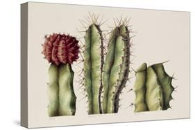 Cacti, 1999-Annabel Barrett-Stretched Canvas