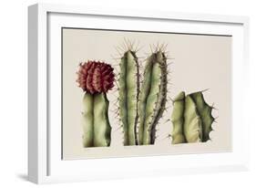 Cacti, 1999-Annabel Barrett-Framed Giclee Print