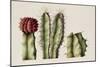 Cacti, 1999-Annabel Barrett-Mounted Giclee Print