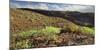 Cacti and Succulents Close Playa Del InglŽs, Gran Canaria, Canary Islands, Spain-Rainer Mirau-Mounted Photographic Print