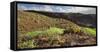 Cacti and Succulents Close Playa Del InglŽs, Gran Canaria, Canary Islands, Spain-Rainer Mirau-Framed Stretched Canvas