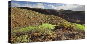 Cacti and Succulents Close Playa Del InglŽs, Gran Canaria, Canary Islands, Spain-Rainer Mirau-Stretched Canvas