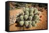 Cacti at Arches National Park in Utah-Ben Herndon-Framed Stretched Canvas