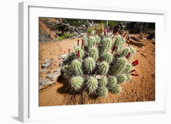 Cacti at Arches National Park in Utah-Ben Herndon-Framed Photographic Print