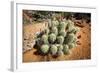 Cacti at Arches National Park in Utah-Ben Herndon-Framed Photographic Print