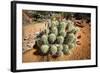 Cacti at Arches National Park in Utah-Ben Herndon-Framed Photographic Print