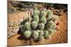 Cacti at Arches National Park in Utah-Ben Herndon-Mounted Photographic Print