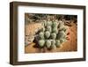 Cacti at Arches National Park in Utah-Ben Herndon-Framed Photographic Print