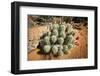 Cacti at Arches National Park in Utah-Ben Herndon-Framed Photographic Print