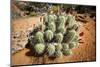 Cacti at Arches National Park in Utah-Ben Herndon-Mounted Photographic Print