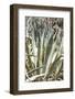 Cacti Cactus Collection - Agavaceae-Philippe Hugonnard-Framed Photographic Print