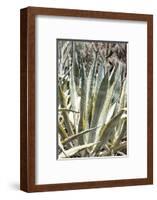 Cacti Cactus Collection - Agavaceae-Philippe Hugonnard-Framed Photographic Print