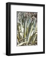 Cacti Cactus Collection - Agavaceae-Philippe Hugonnard-Framed Photographic Print