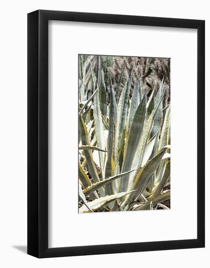 Cacti Cactus Collection - Agavaceae-Philippe Hugonnard-Framed Photographic Print