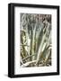 Cacti Cactus Collection - Agavaceae-Philippe Hugonnard-Framed Photographic Print