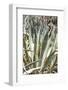 Cacti Cactus Collection - Agavaceae-Philippe Hugonnard-Framed Photographic Print