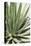 Cacti Cactus Collection - Agave Lechuguilla-Philippe Hugonnard-Stretched Canvas