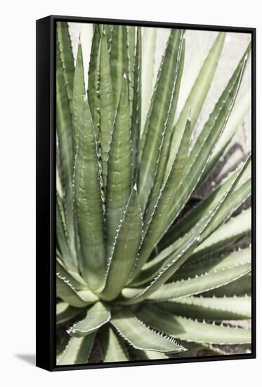 Cacti Cactus Collection - Agave Lechuguilla-Philippe Hugonnard-Framed Stretched Canvas