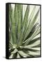 Cacti Cactus Collection - Agave Lechuguilla-Philippe Hugonnard-Framed Stretched Canvas