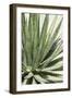 Cacti Cactus Collection - Agave Lechuguilla-Philippe Hugonnard-Framed Photographic Print