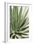 Cacti Cactus Collection - Agave Lechuguilla-Philippe Hugonnard-Framed Photographic Print