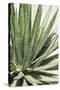 Cacti Cactus Collection - Agave Lechuguilla-Philippe Hugonnard-Stretched Canvas