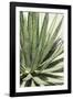 Cacti Cactus Collection - Agave Lechuguilla-Philippe Hugonnard-Framed Photographic Print