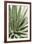 Cacti Cactus Collection - Agave Lechuguilla-Philippe Hugonnard-Framed Photographic Print