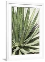 Cacti Cactus Collection - Agave Lechuguilla-Philippe Hugonnard-Framed Photographic Print