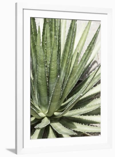 Cacti Cactus Collection - Agave Lechuguilla-Philippe Hugonnard-Framed Photographic Print