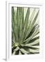 Cacti Cactus Collection - Agave Lechuguilla-Philippe Hugonnard-Framed Photographic Print