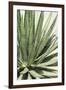 Cacti Cactus Collection - Agave Lechuguilla-Philippe Hugonnard-Framed Photographic Print