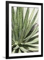 Cacti Cactus Collection - Agave Lechuguilla-Philippe Hugonnard-Framed Photographic Print