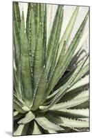 Cacti Cactus Collection - Agave Lechuguilla-Philippe Hugonnard-Mounted Photographic Print