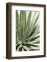 Cacti Cactus Collection - Agave Lechuguilla-Philippe Hugonnard-Framed Photographic Print