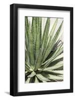 Cacti Cactus Collection - Agave Lechuguilla-Philippe Hugonnard-Framed Photographic Print