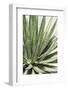 Cacti Cactus Collection - Agave Lechuguilla-Philippe Hugonnard-Framed Photographic Print