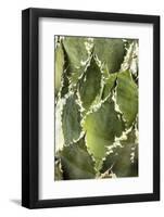 Cacti Cactus Collection - Agave Parrasana-Philippe Hugonnard-Framed Photographic Print